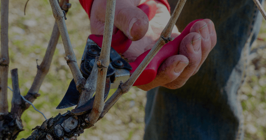 Vignoble - Vin de Savoie - Domaine de l'Idylle
