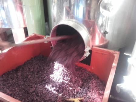 Le décuvage de la mondeuse de savoie